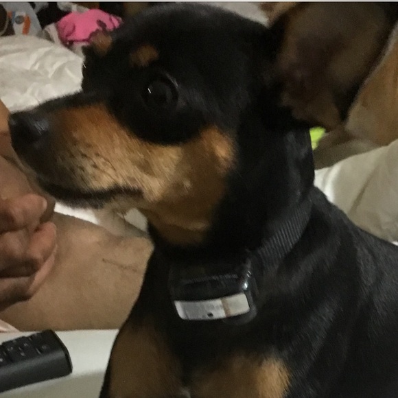 Meet your Posher, Price and my rescue babies. - Picture 6 of 8